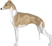 Fawn and White Italian Greyhound