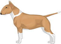 Fawn & White Miniature Bull Terrier