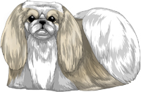 Fawn & White Pekingese