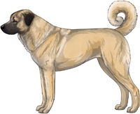 Fawn Anatolian Shepherd