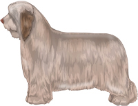 Fawn Bearded Collie