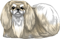 Fawn Bi-Color Pekingese