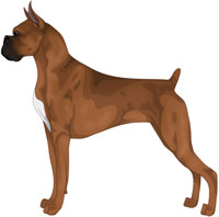 Fawn Boxer