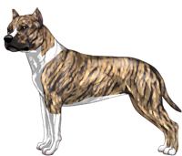 Fawn Brindle & White American Staffordshire Terrier
