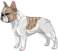 Fawn Brindle & White French Bulldog