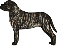 Fawn Brindle Bullmastiff