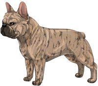 Fawn Brindle French Bulldog