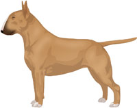 Fawn Bull Terrier