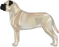 Fawn Bullmastiff