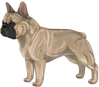 Fawn French Bulldog