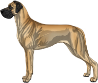 Fawn Great Dane