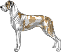 Fawn harlequin mantle Great Dane