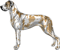 Fawn harlequin Great Dane