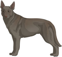 Fawn Australian Kelpie