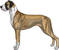 Fawn mantle Great Dane