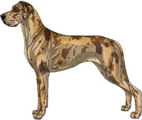 Fawn merle Great Dane