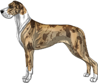 Fawn merle mantle Great Dane