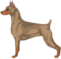 Fawn Miniature Pinscher