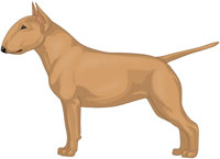 Fawn Miniature Bull Terrier