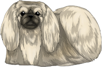 Fawn Pekingese