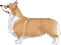 Fawn Pembroke Welsh Corgi