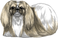 Fawn Sable & White Pekingese