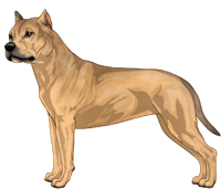 Fawn Sable American Staffordshire Terrier