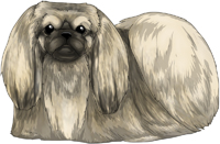 Fawn Sable Pekingese