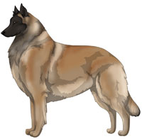 Fawn Belgian Tervuren