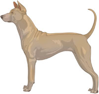 Fawn Thai Ridgeback