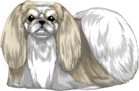 Fawn Tri-Color Pekingese