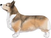 Fawn with Sabling Pembroke Welsh Corgi