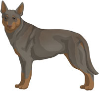 Fawn w/Tan Points Australian Kelpie