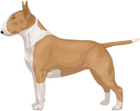 Fawn & White Bull Terrier