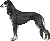 Black & Silver Feathered Saluki