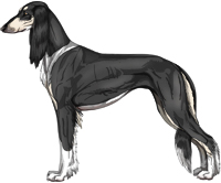 Black & Silver Irish Feathered Saluki