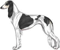 Black & Silver Parti Feathered Saluki