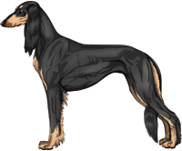 Black & Tan Feathered Saluki