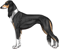 Black and Tan Irish Feathered Saluki