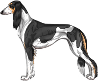 Black and Tan Parti Feathered Saluki