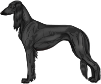 Black Feathered Saluki