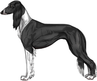 Black Irish Feathered Saluki