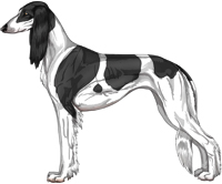 Black Parti Feathered Saluki