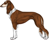 Chocolate & Silver Irish Feathered Saluki