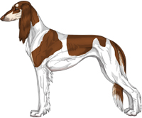 Chocolate & Silver Parti Feathered Saluki