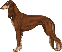 Chocolate & Tan Feathered Saluki