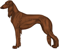 Chocolate Feathered Saluki