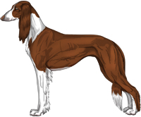 Chocolate Irish Feathered Saluki