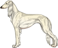 Cream Feathered Saluki