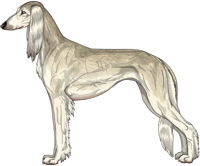 Cream Grizzle Feathered Saluki